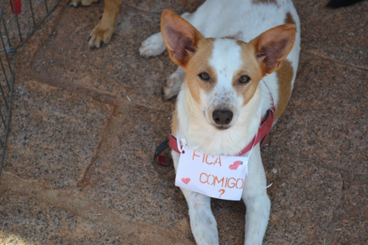 Cão em feira de adoção da ONG Focinho Abandonado. Foto: Mariana Dandara
